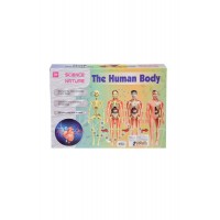 Asya Human Body Kutulu İnsan Vücudu 3302
